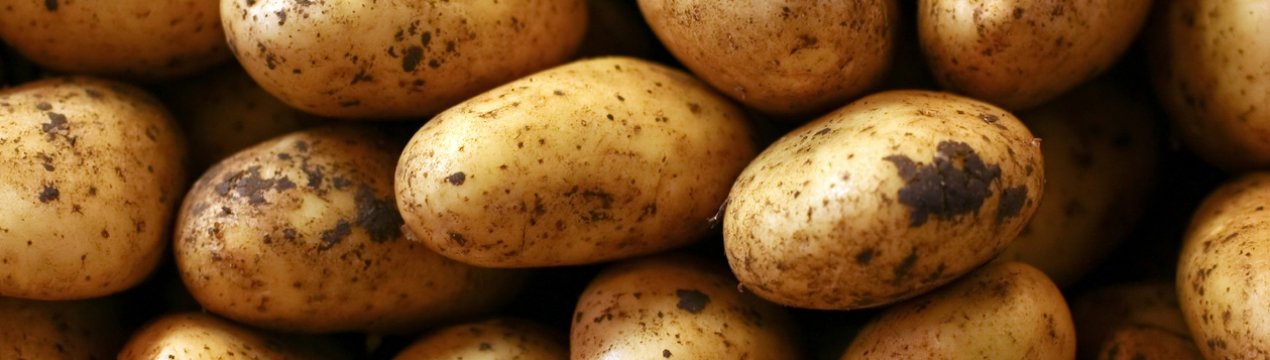 Опис кращих сортів для вирощування на Уралі