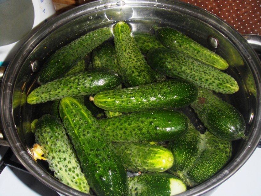 Купить Огурцы Для Засолки В Москве