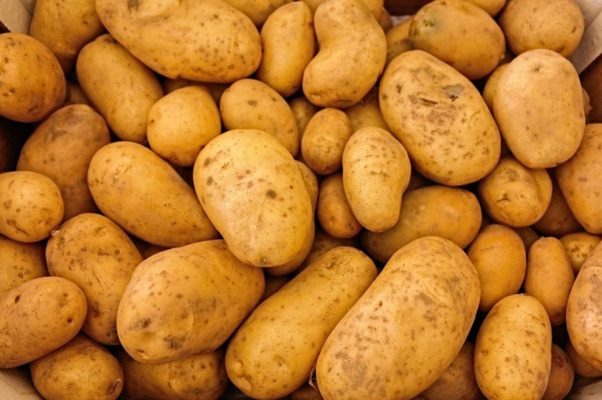 Лучшие Сорта Картофеля Фото Описание