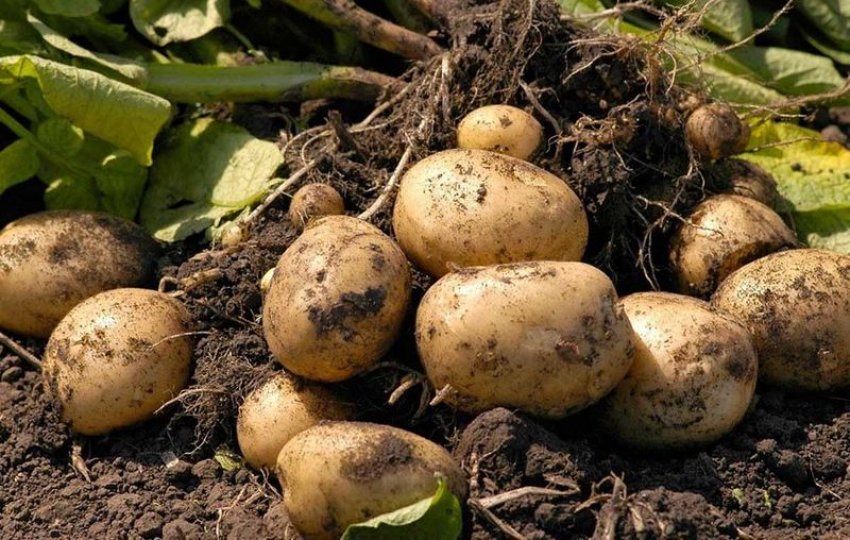 Факторы, влияющие на сроки созревания картофеля