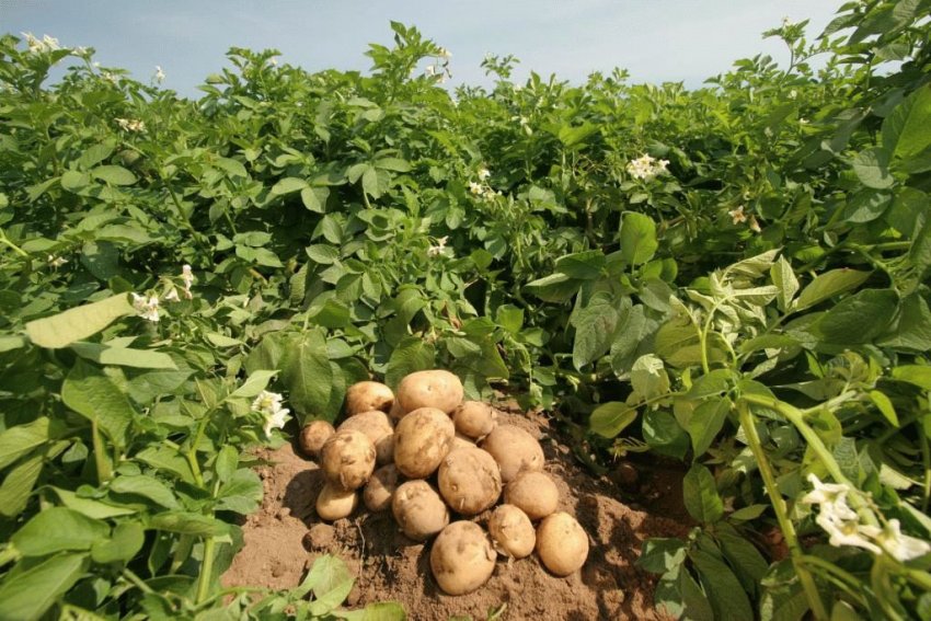 Сколько растёт картофель от посадки до сбора урожая: сроки созревания,особенности сбора урожая, фото