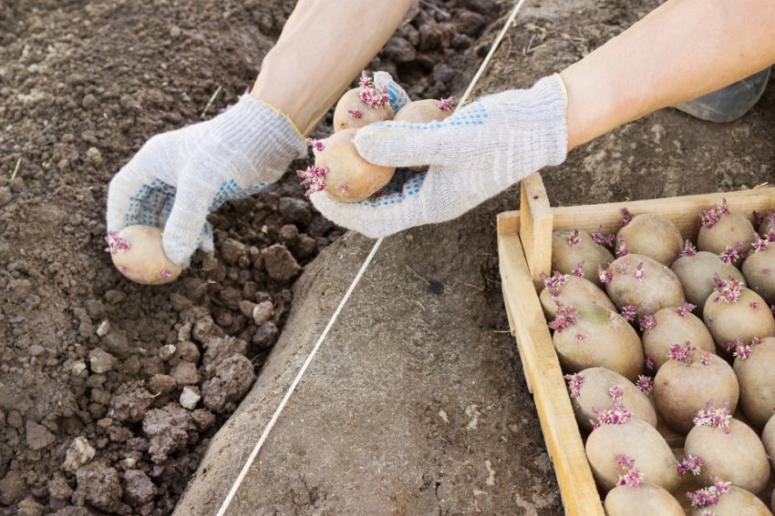 Сколько растёт картофель от посадки до сбора урожая: сроки созревания,особенности сбора урожая, фото