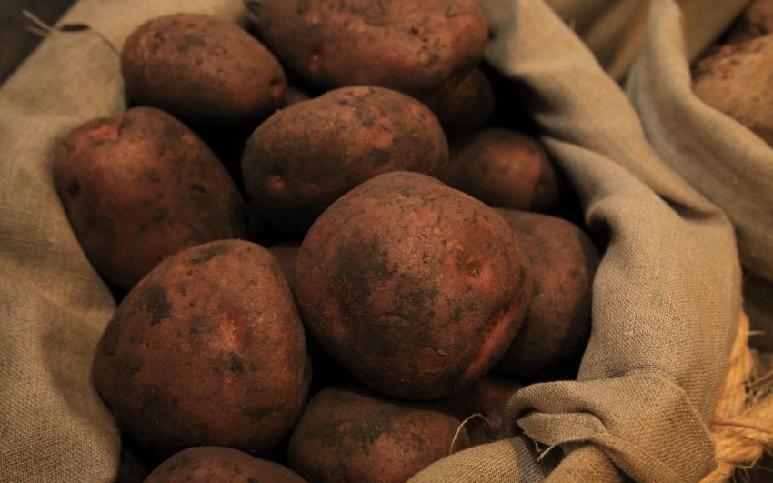 Башкирська Башкирська