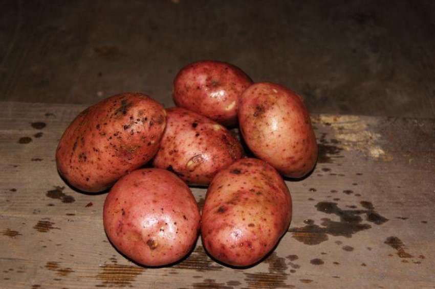 Балабай Балабай