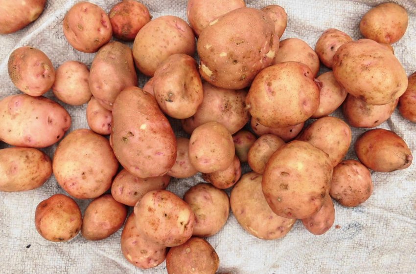 Світанок Київський Світанок Київський