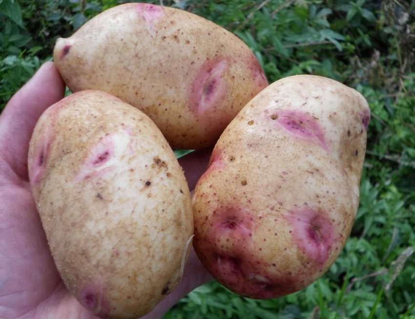 Казка Казка