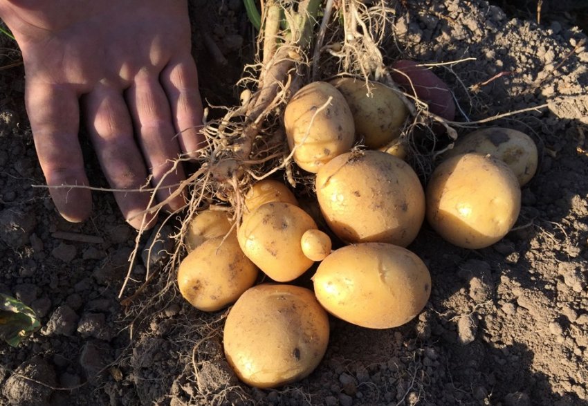 Булоусовский Булоусовский