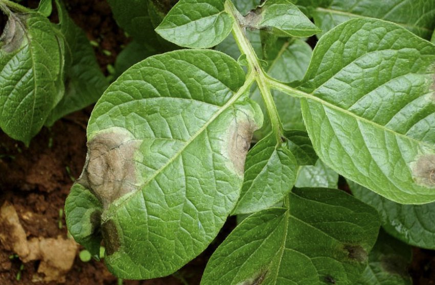 Фітофтороз