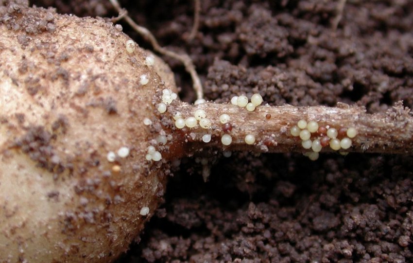 Картопляна нематода