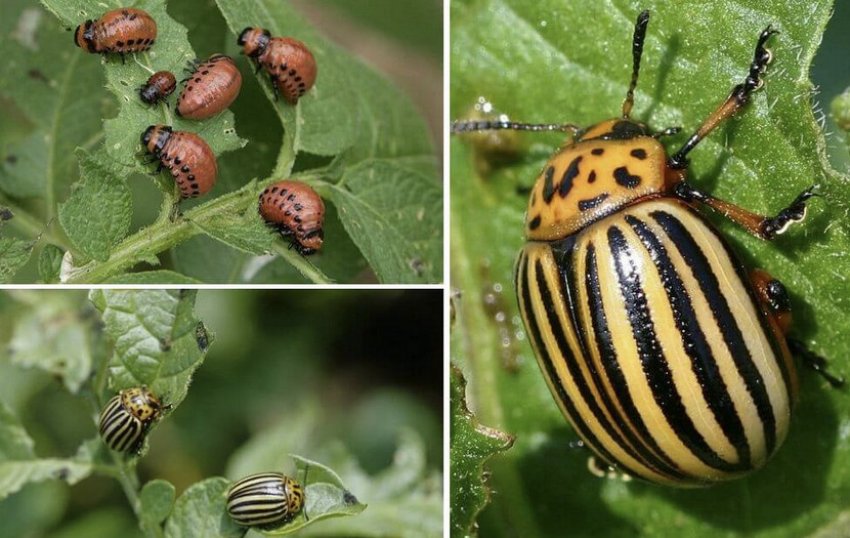Колорадський жук