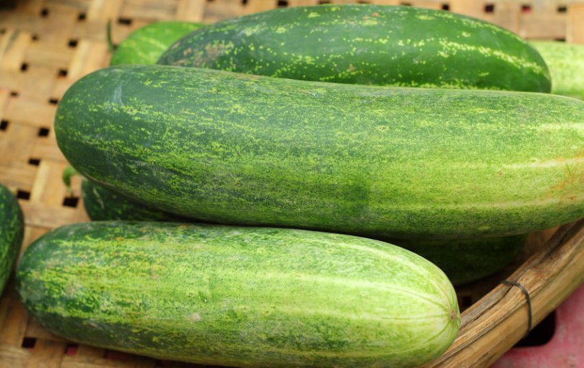 Переросшые огірки