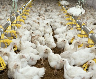 Вирощування, догляд та годівля курчат бройлерів в домашніх умовах