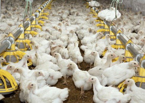 Вирощування, догляд та годівля курчат бройлерів в домашніх умовах