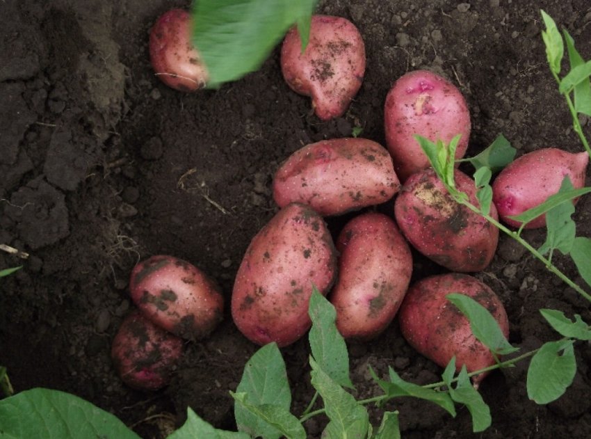 Картопля Любава