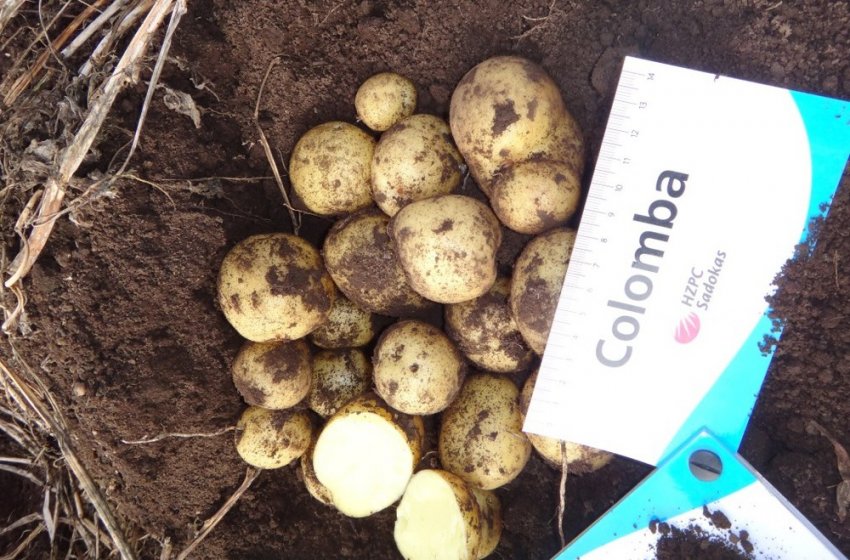 Правила сівозміни