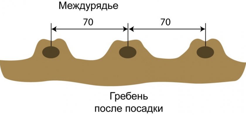 Схема посадки картофеля