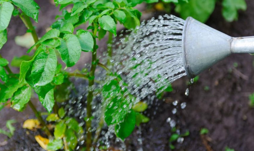 Полив картоплі