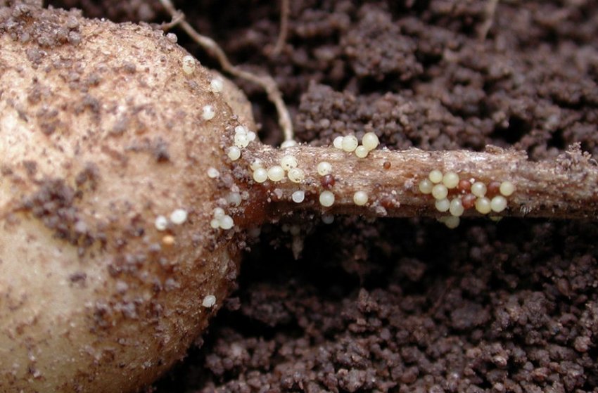 Нематода на картоплі Нематода на картоплі