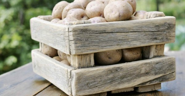 Описание картофеля сорта Тулеевский, посадка и уход