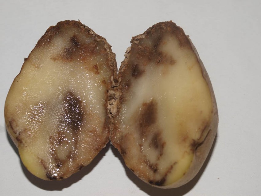 Хвороби і шкідники сорту