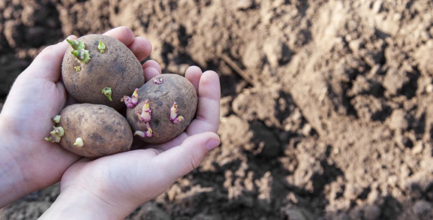 Посадка картоплі