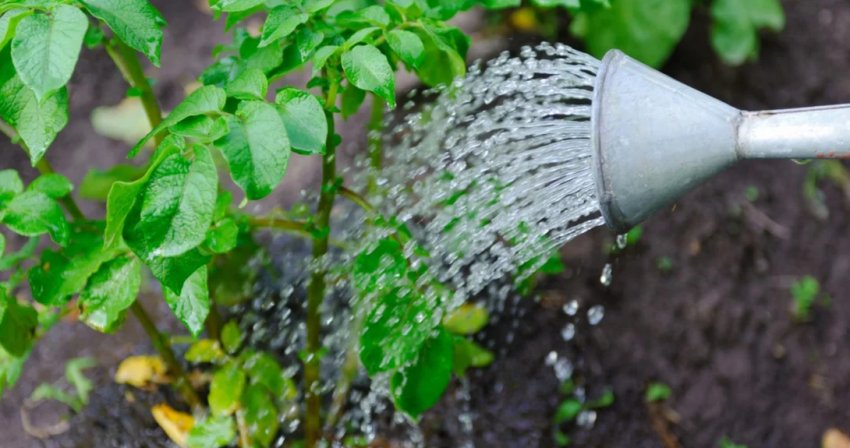 Полив картоплі