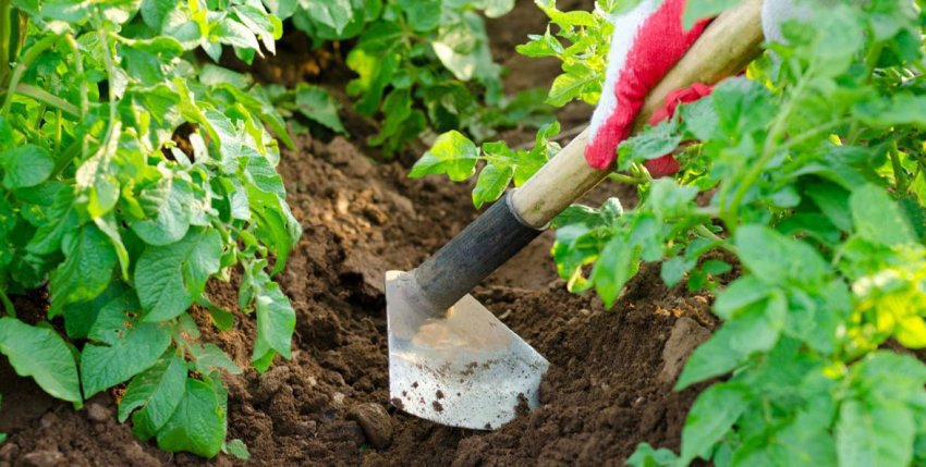 Підгортання ґрунту