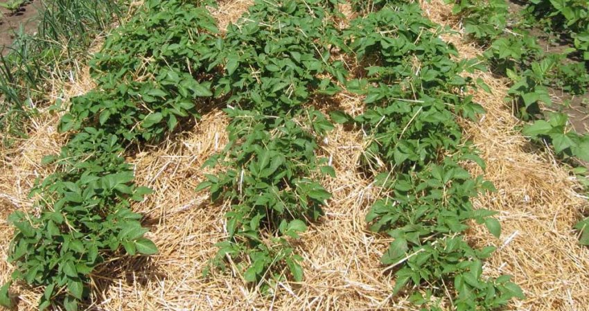 Мульчування картоплі