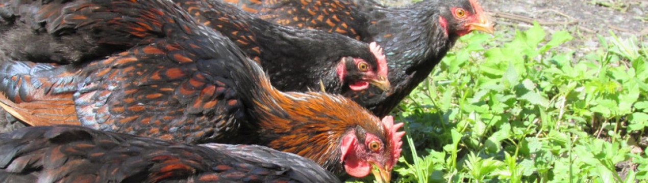 Кури барневельдер характеристика, утримання та догляд