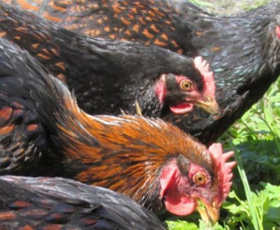 Кури барневельдер характеристика, утримання та догляд