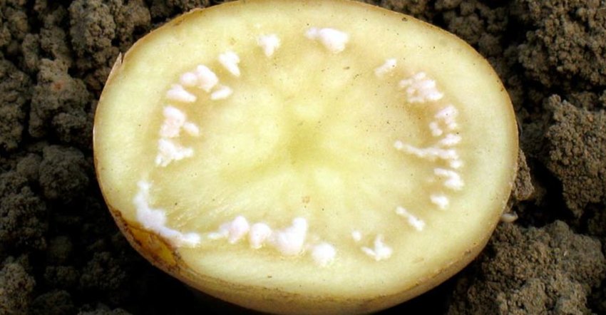 Цвіль картоплі