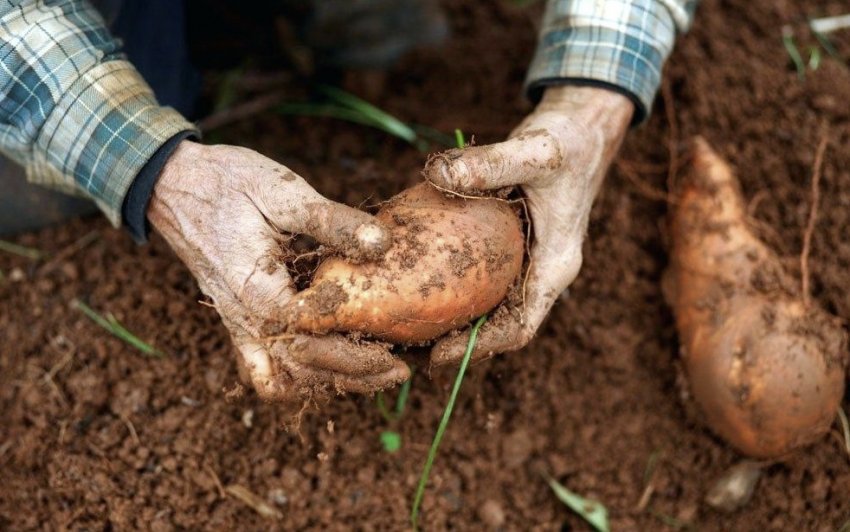 Збір урожаю