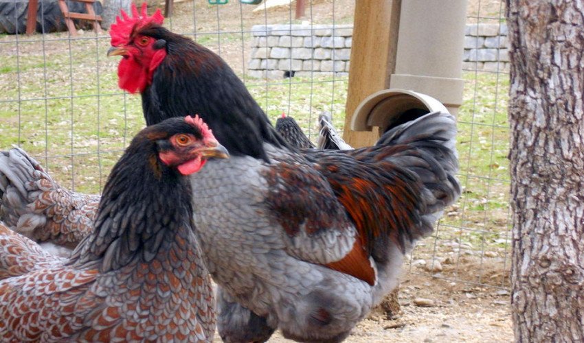 Кури Барневельдер