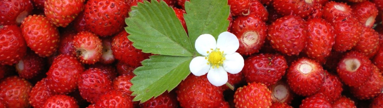 На суничних галявинах з'являться трепетні роботи