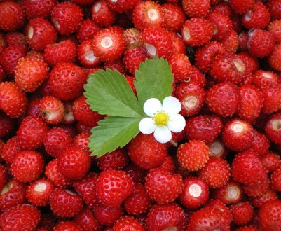 На суничних галявинах з'являться трепетні роботи