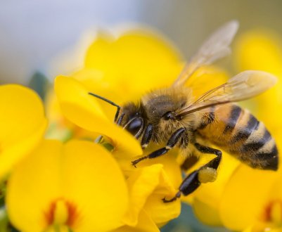 Росіяни освоять бджільництво, не встаючи з дивана