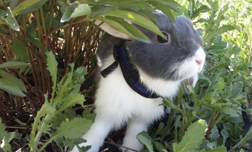 Кролик в саду