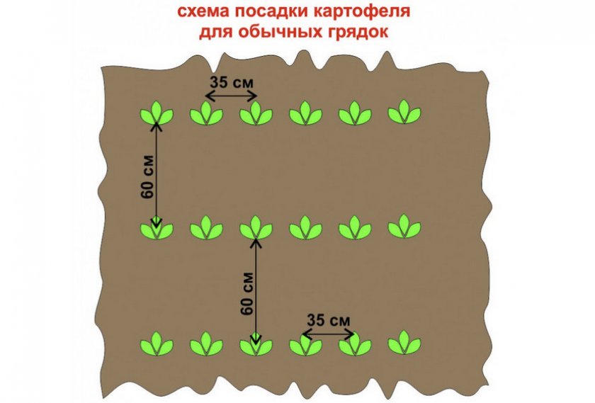Схема посадка картофеля Схема посадка картофеля
