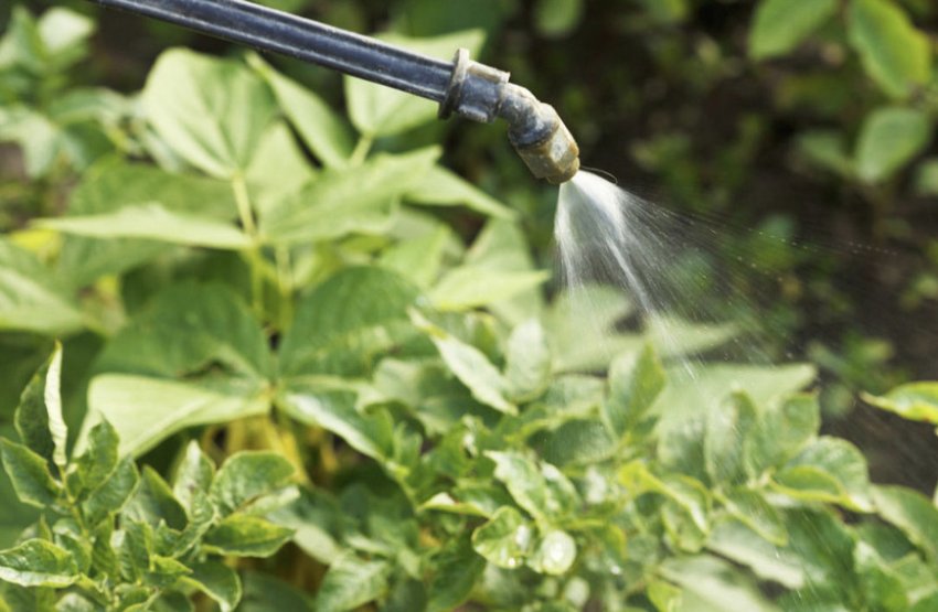 Обприскування картоплі