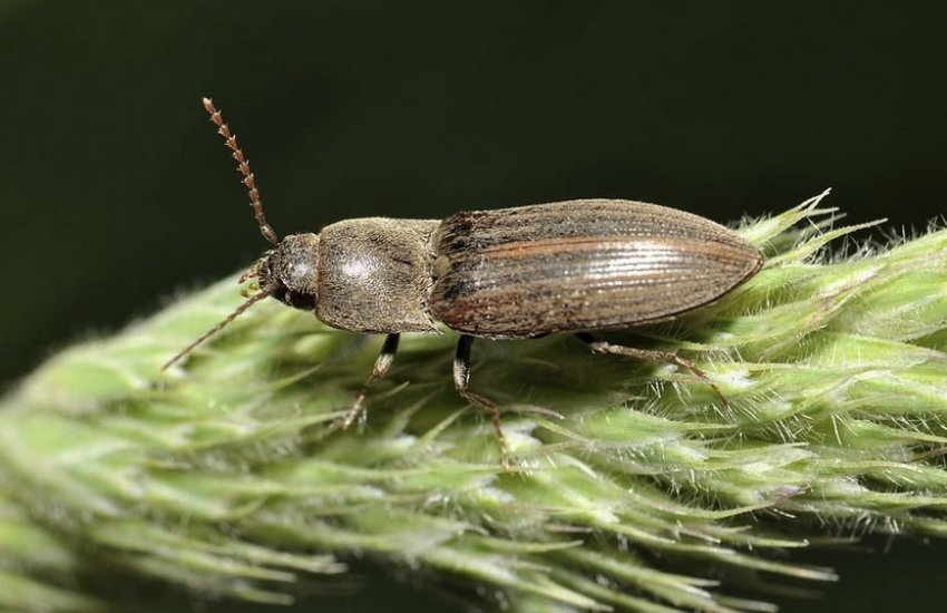 Жук ковалика