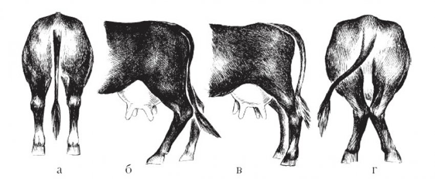 Нога коровы. Правильная постановка конечностей у КРС. Саблистая постановка конечностей у коров. Клюшеногость задних конечностей КРС. Постав конечностей у КРС.