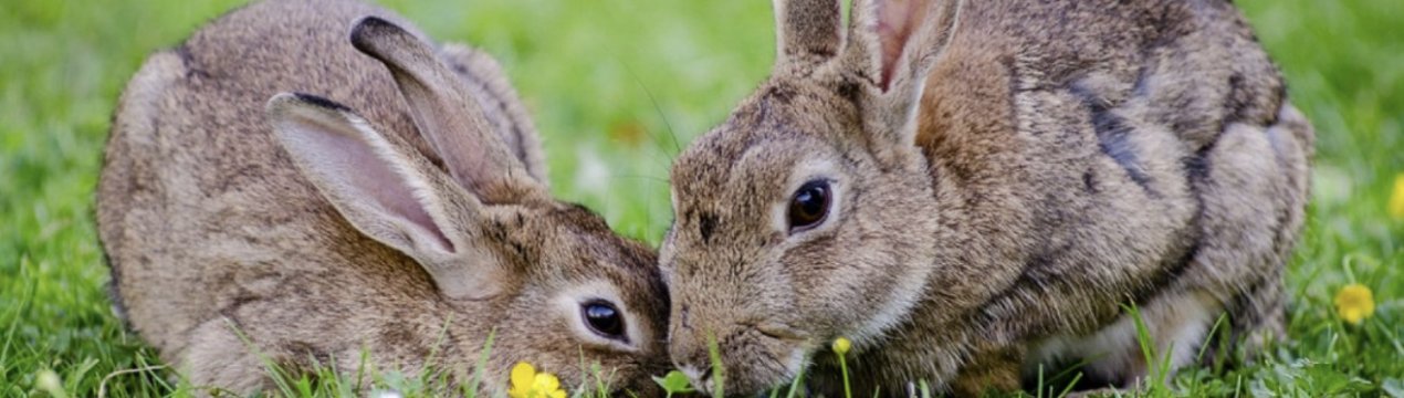 Как поймать кролика: эффективные методы, как сделать ловушки своими руками