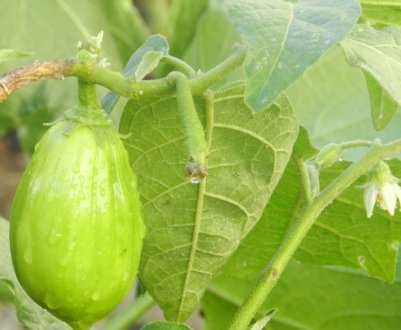 Чому баклажани зеленіють і чи можна їх їсти?