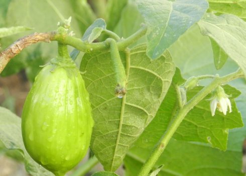 Почему баклажаны зеленеют и можно ли их есть?
