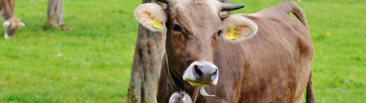 Вакцинація великої рогатої худоби: схеми та рекомендації