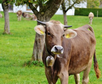 Вакцинація великої рогатої худоби: схеми та рекомендації