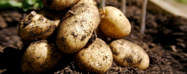 Золотистая картофельная нематода как бороться виды признаки поражения