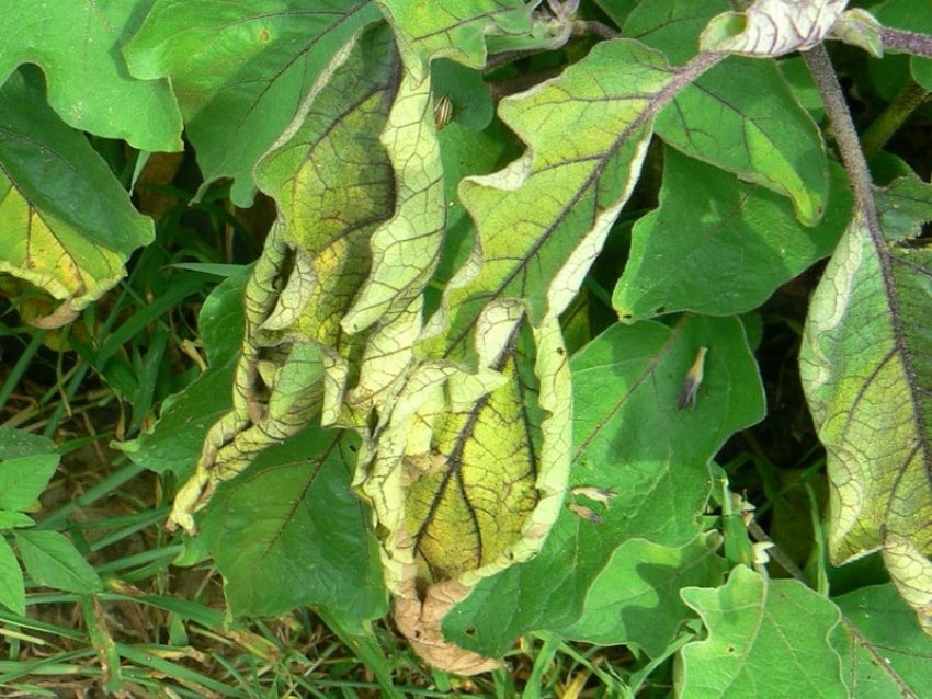 Мозаїчна плямистість Мозаїчна плямистість