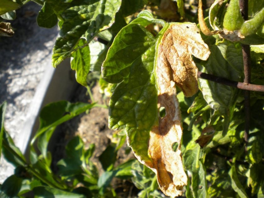 Вертициллез Вертициллез