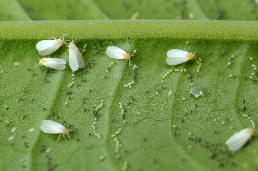 Білокрилка Білокрилка